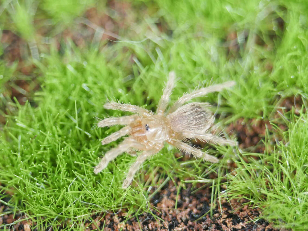 Lasiodora difficilis Brazilian Fire Red Birdeater Tarantula 1''