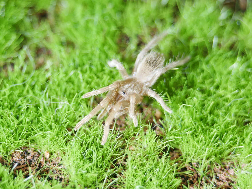 Lasiodorides polycuspulatus Peruvian Blonde .5''