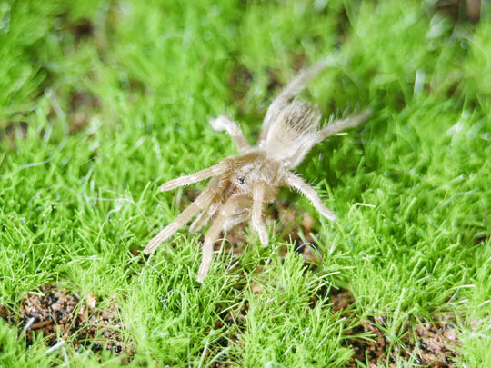 Lasiodorides polycuspulatus Peruvian Blonde .5''
