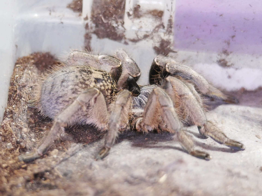 a straight horned baboon spider on dirt