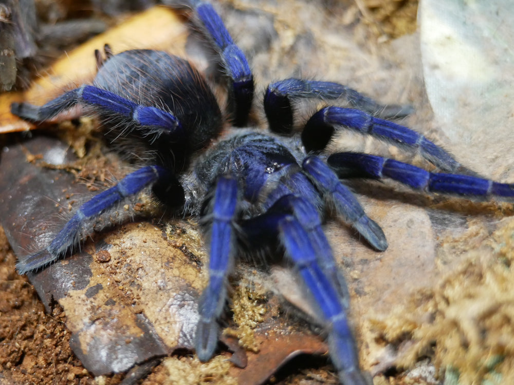 Lasiocyano sazimai Brazilian Blue tarantula .25''