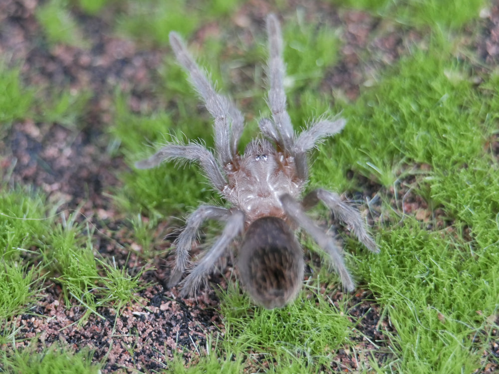 Lasiodorides striatus Peruvian Orange Stripe .75"