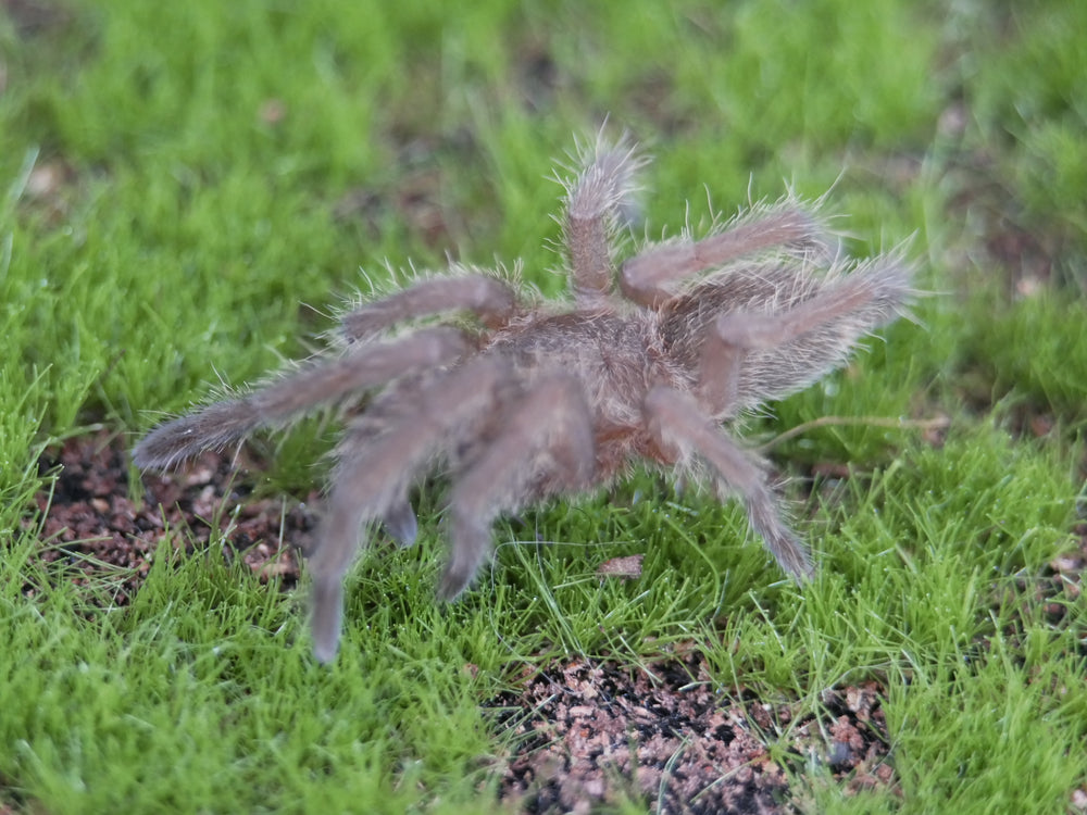 Hysterocrates Gigas  Cameroon Red Baboon Tarantula .25''