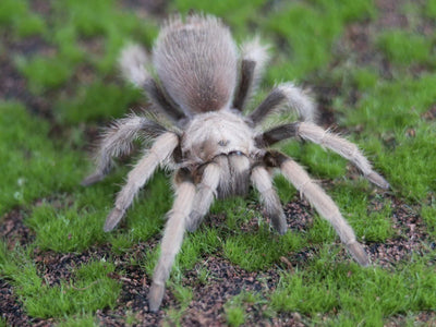 Aphonopelma chalcodes Arizona Blonde Tarantula .25''