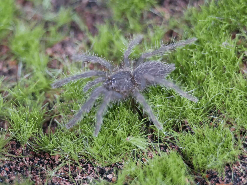 Chilobrachys natanicharum Electric Blue .5''