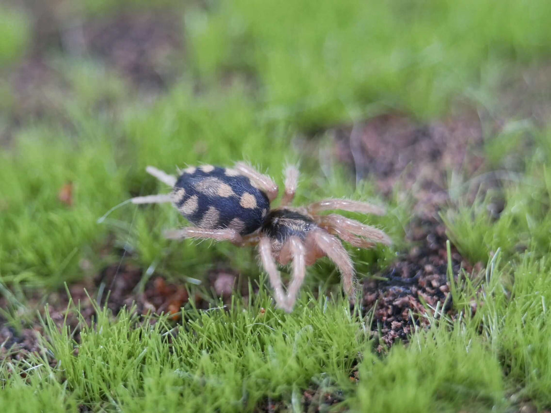 Z21- $200 Freebie .75'' H.colombia Munchkin Tarantula Add on !!