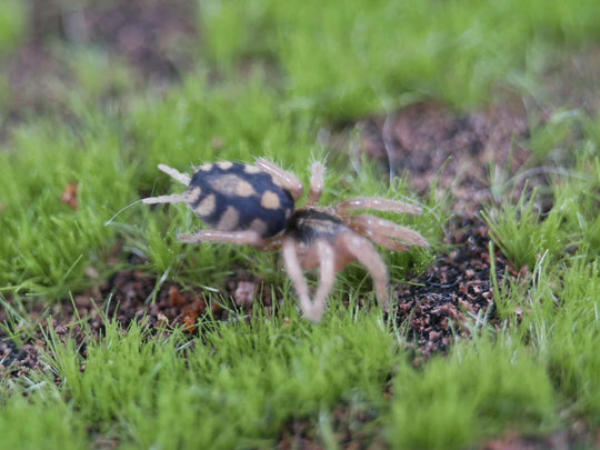 Hapolopus sp. Colombia FORMOSUS LG Pumpkin Patch Tarantula .5''
