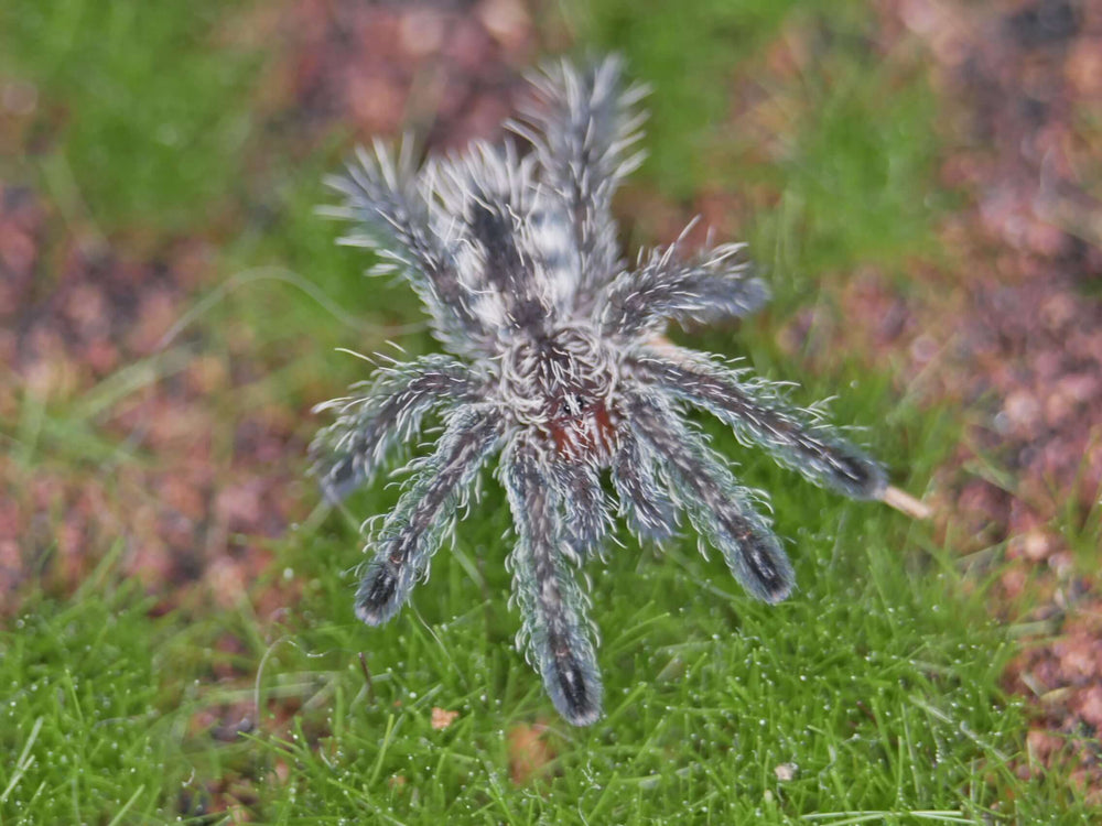 Avicularia purpurea Purple Pinktoe .5"