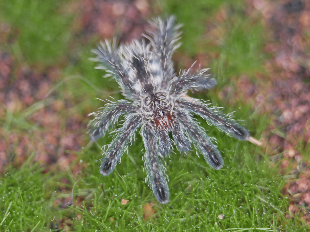 Avicularia purpurea Purple Pinktoe .5"