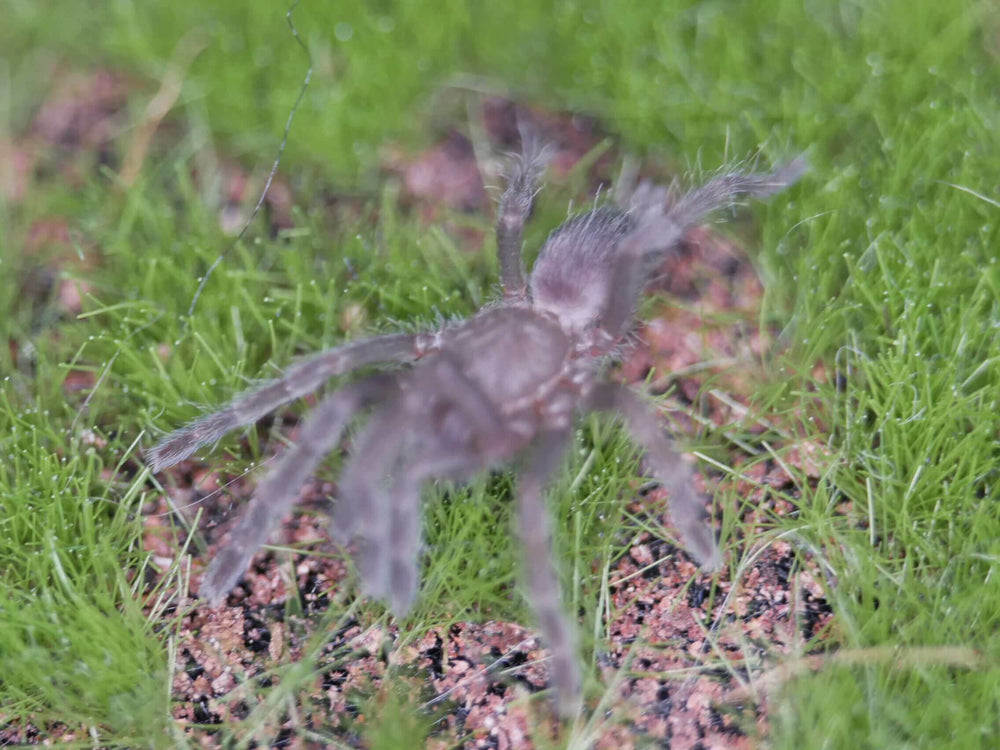 Phormingochilus Arboricola Borneo Black .5''
