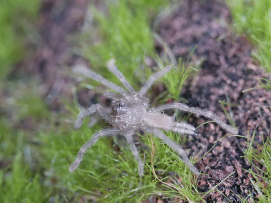 a birupes tarantula spider on green grass and moss