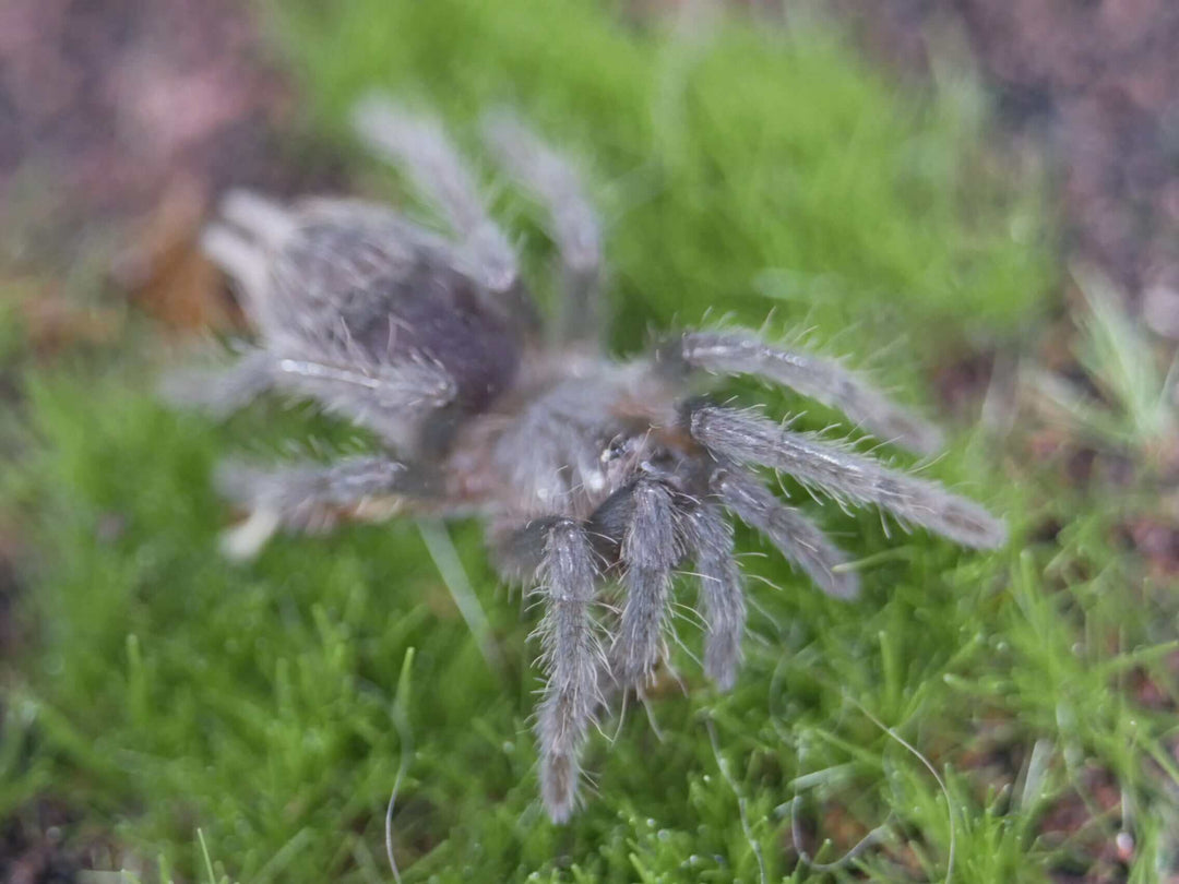 costa rican stripe knee spider on green grass and moss