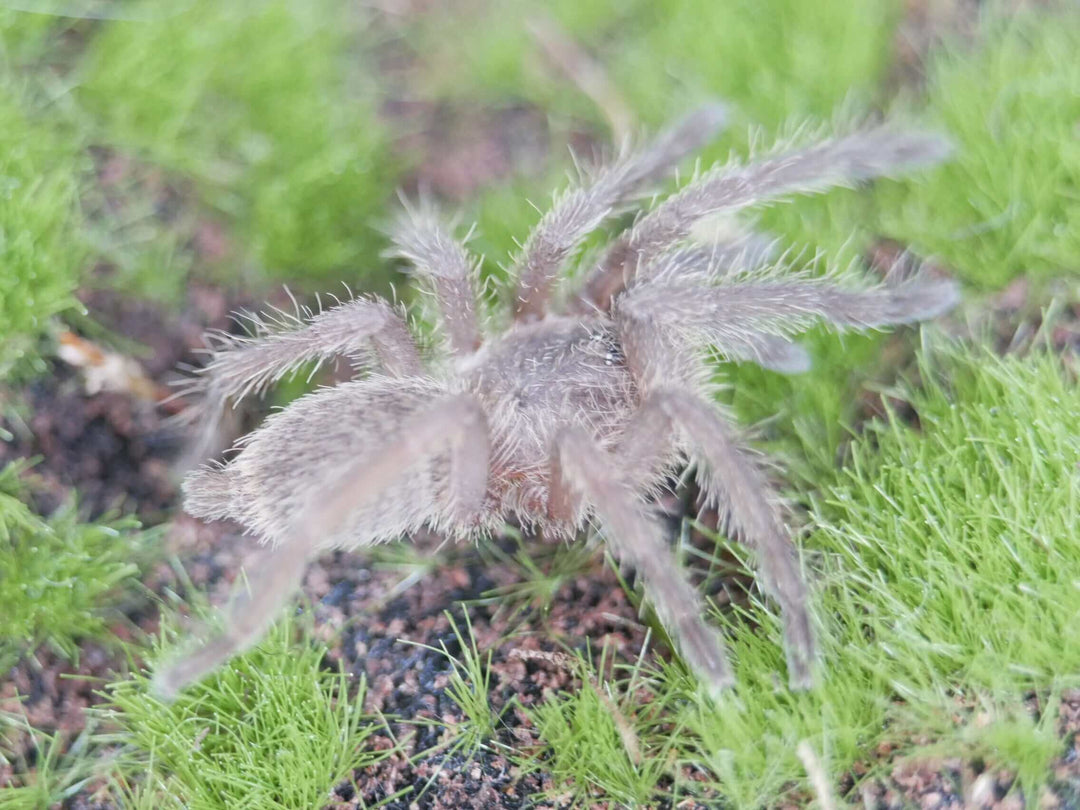 a chinese giant fawn spider on green grass and moss