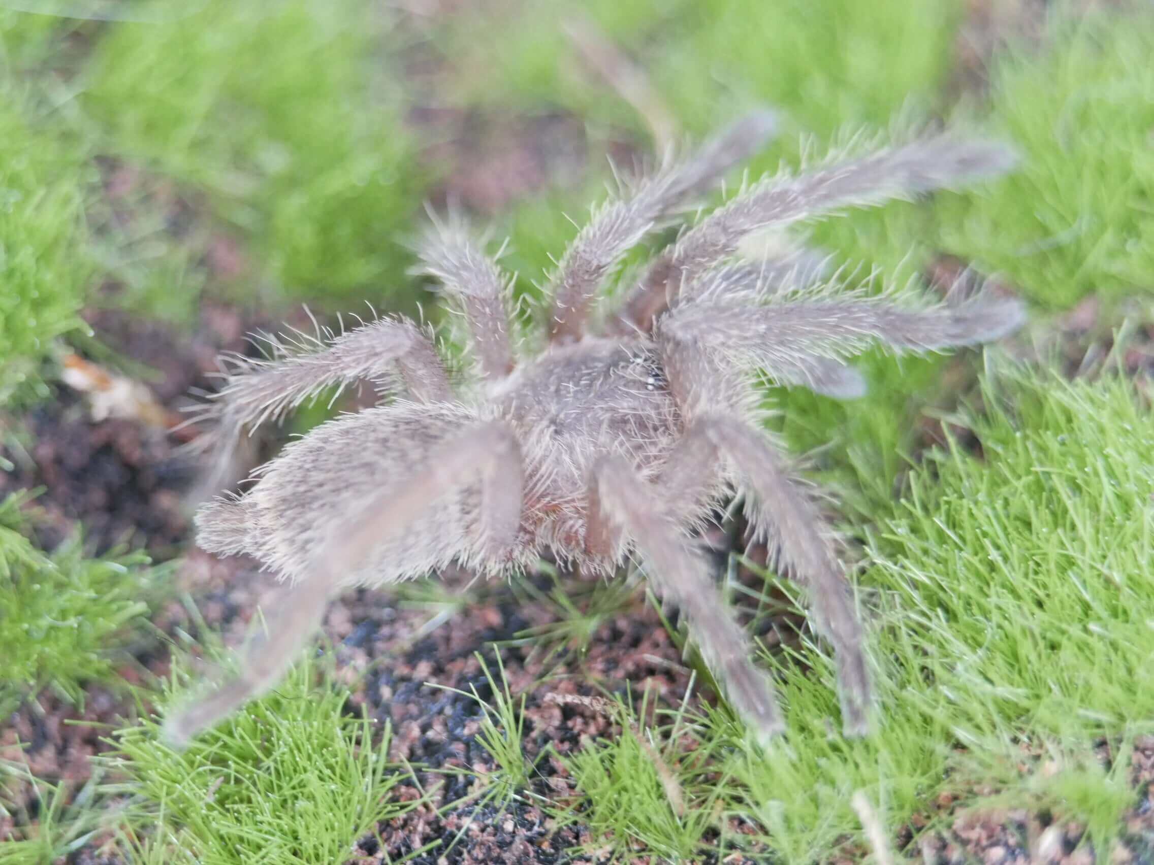 a baboon tarantula on green grass and moss