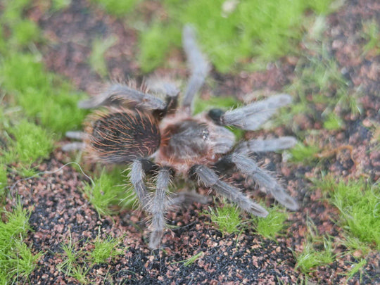 Tlilitocatl vagans Mexican Red-rump Tarantula 2"