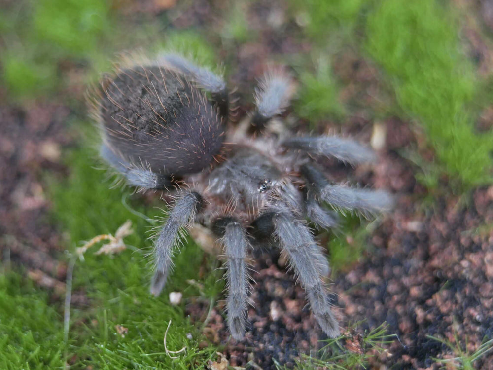 Tliltocatl kahlenbergi Veracruz Red-rump tarantula 2"