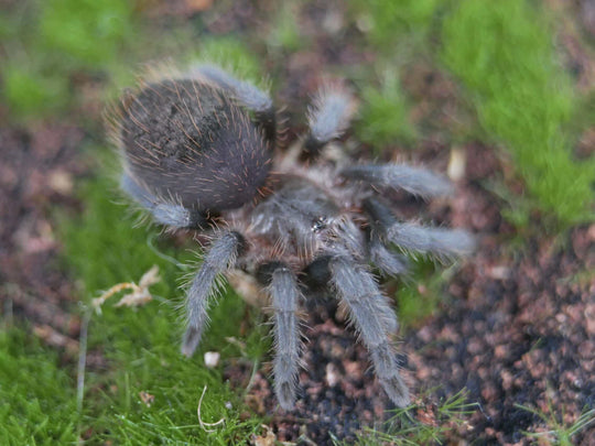 Tliltocatl kahlenbergi Veracruz Red-rump tarantula 2"