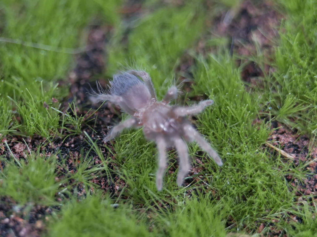 a mexican flame knee spider on green grass and moss