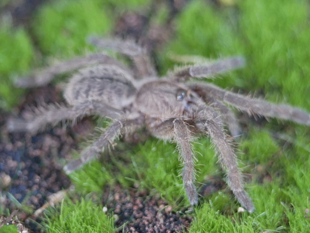 Melopoeus minax Thailand Black tarantula 1"