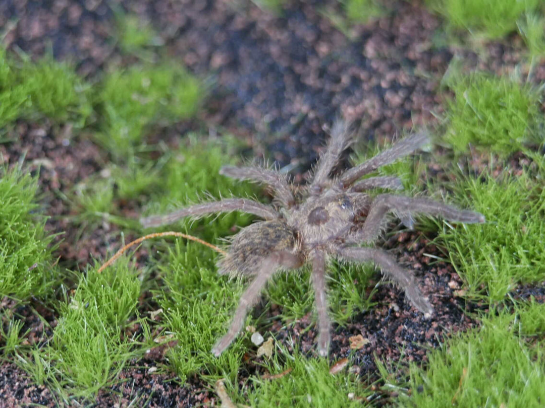 a namibia horned baboon spider on green grass and moss
