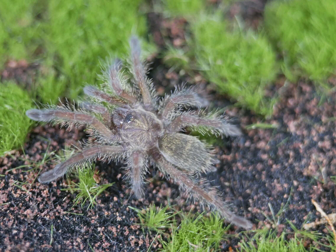 Harpactira namaquensis Bronze Baboon 1''