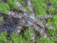 Poecilotheria striata Mysore Ornamental Tarantula 1''