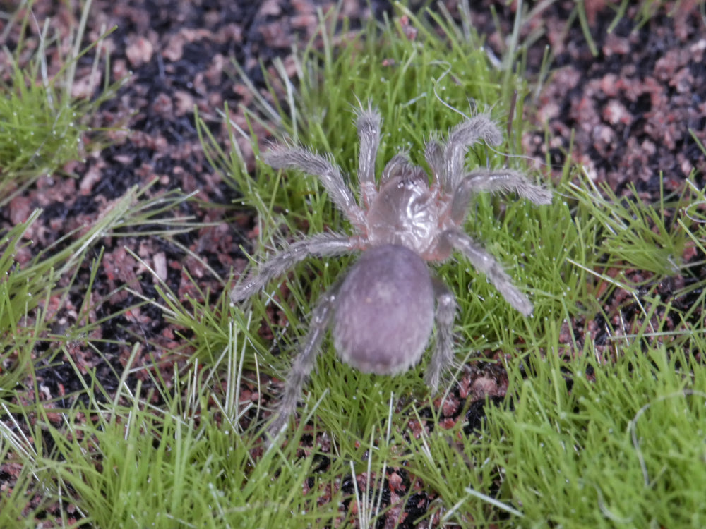 Hapalotremus sp puma .5''