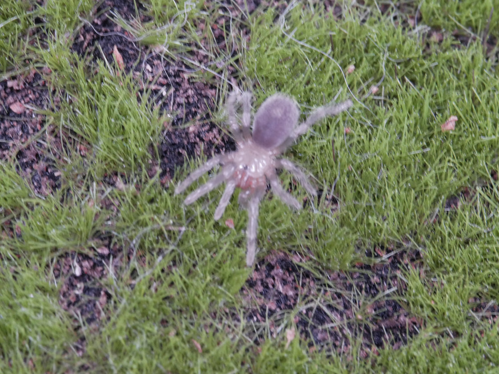 Hapalotremus sp. Incapirqa .5''