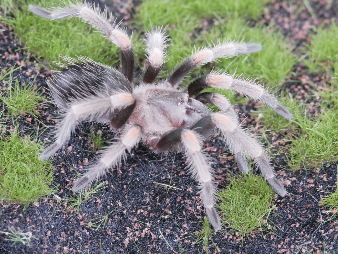 Brachypelma Hamorii 1'' Mexican Red Knee