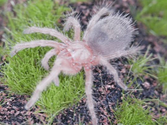 Grammostola rosea RedForm Chilean Rose Hair .5"