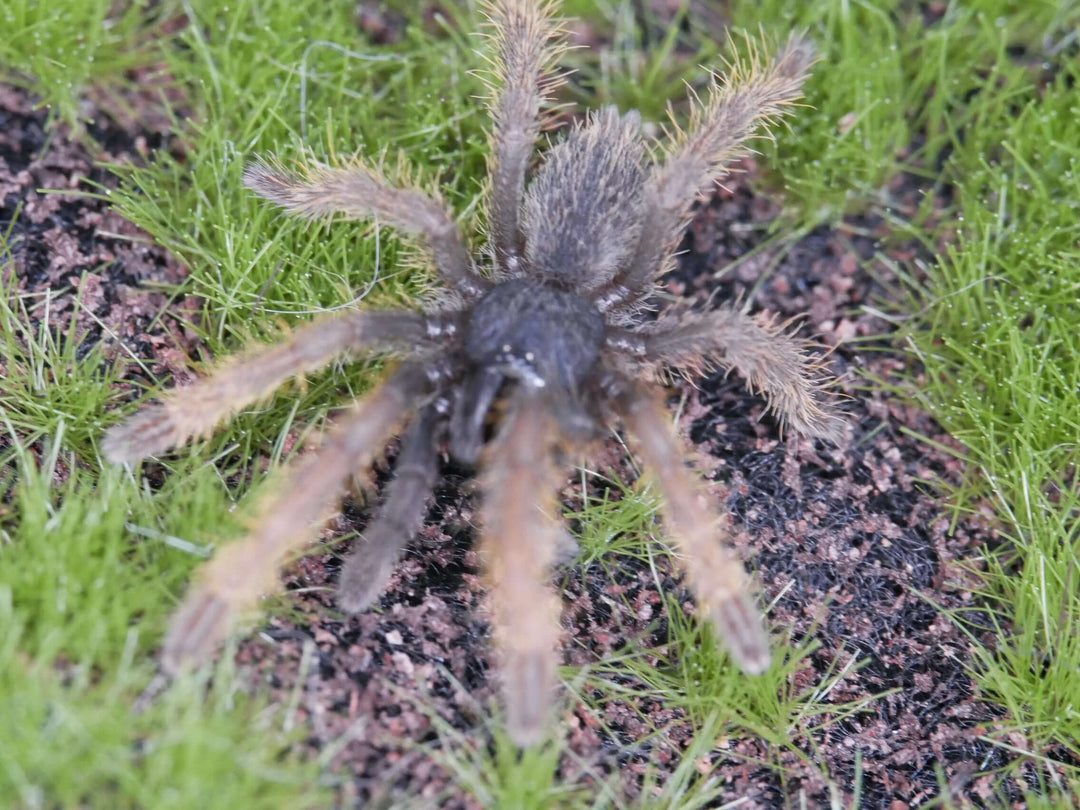 Ornithoctoninae sp. 'Vietnam Silver'  Vietnam Silver Tarantula 1''