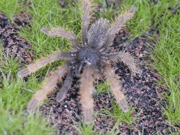 Ornithoctoninae sp. 'Vietnam Silver'  Vietnam Silver Tarantula 1''