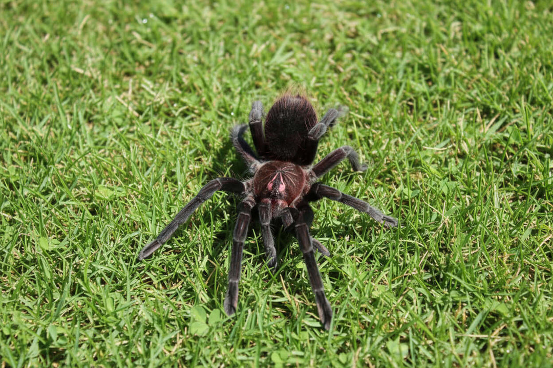 Pamphobeteus sp. 'Flammifera' Flammifera Giant Birdeater 1"