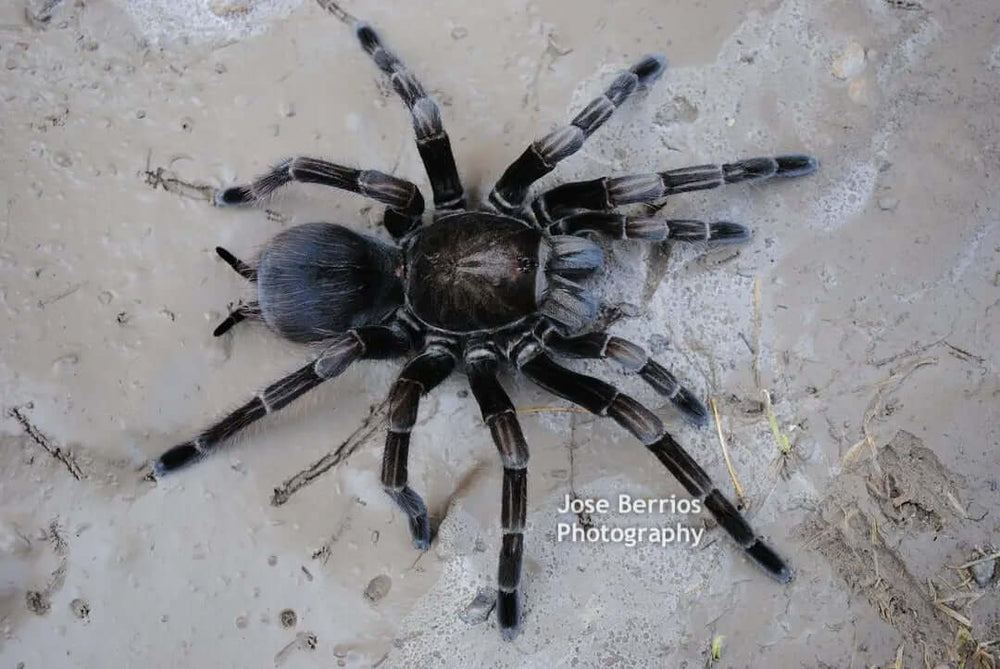 Pamphobeteus sp 'Platyomma' Brazilian Pink Bloom 1''