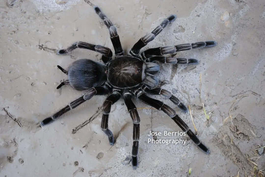 Pamphobeteus sp 'Platyomma' Brazilian Pink Bloom 1''