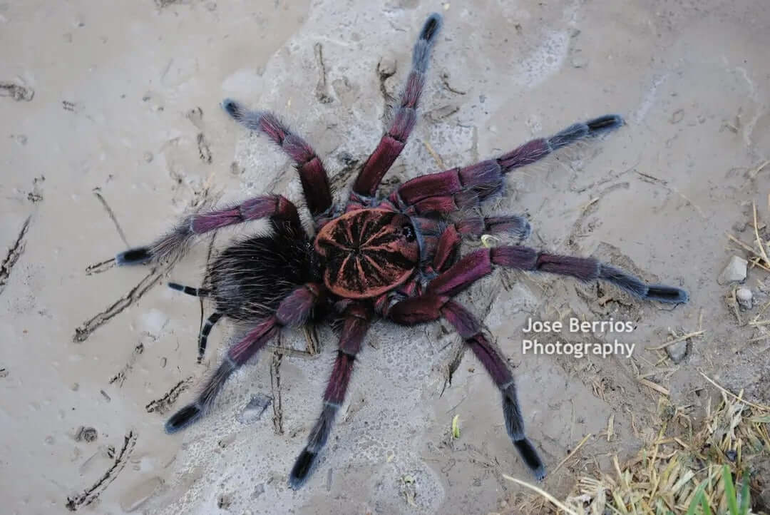 Pamphobeteus sp 'Platyomma' Brazilian Pink Bloom 1''