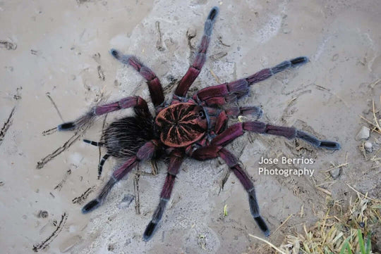 Pamphobeteus sp 'Platyomma' Brazilian Pink Bloom 1''