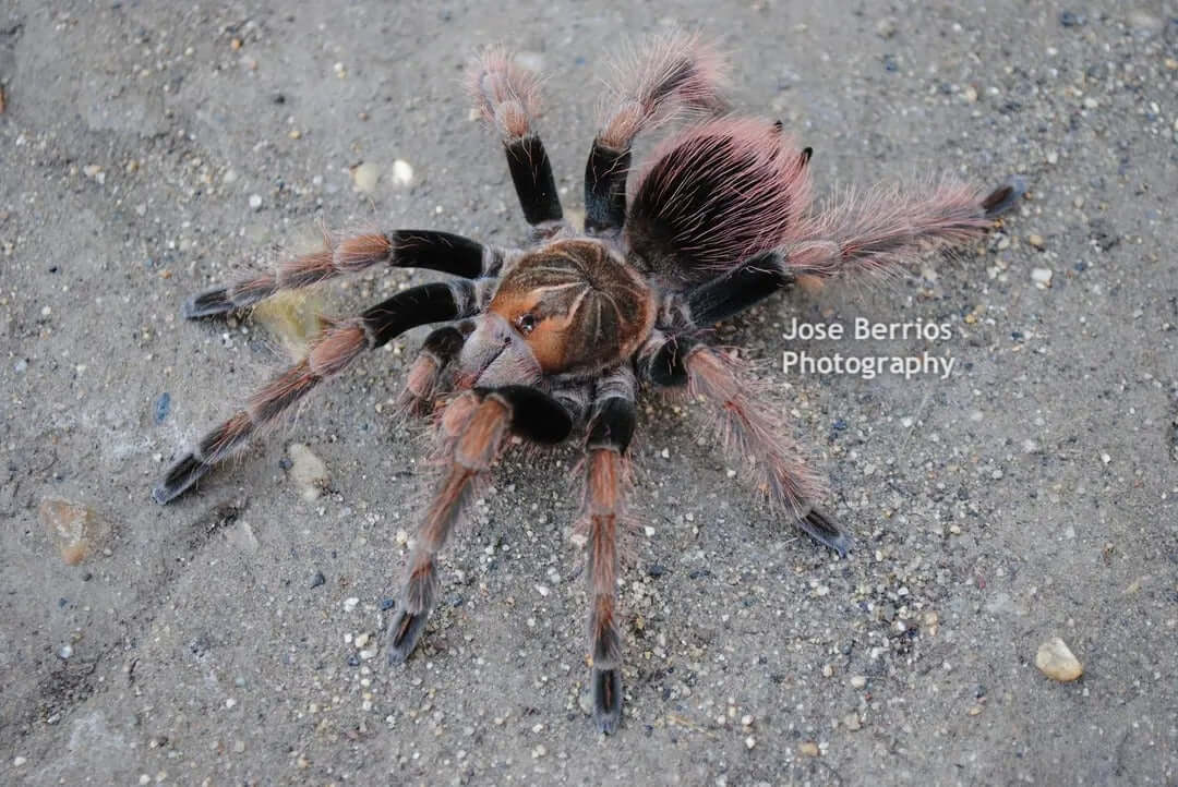 Pamphobeteus sp. mascara tarantula 3.5''