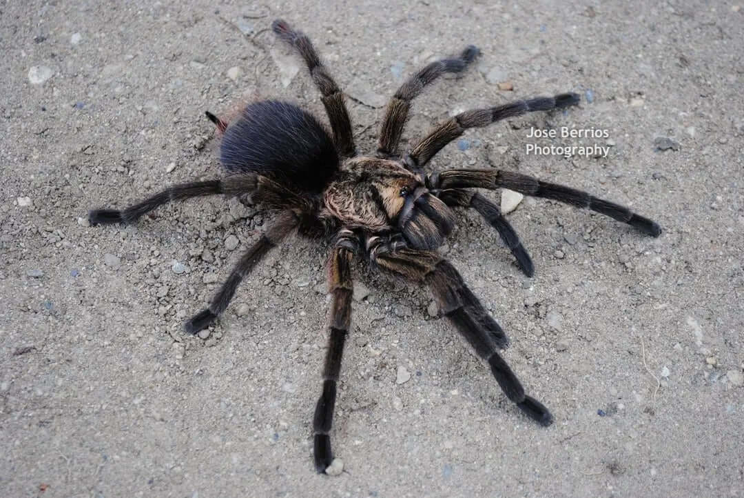 Phormictopus auratus Cuban bronze tarantula 1.5''
