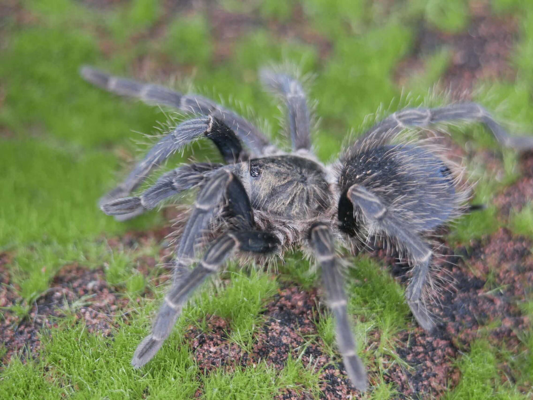 Phormictopus cancerides 'Bayahibe' Bayahibe Giant tarantula .75"
