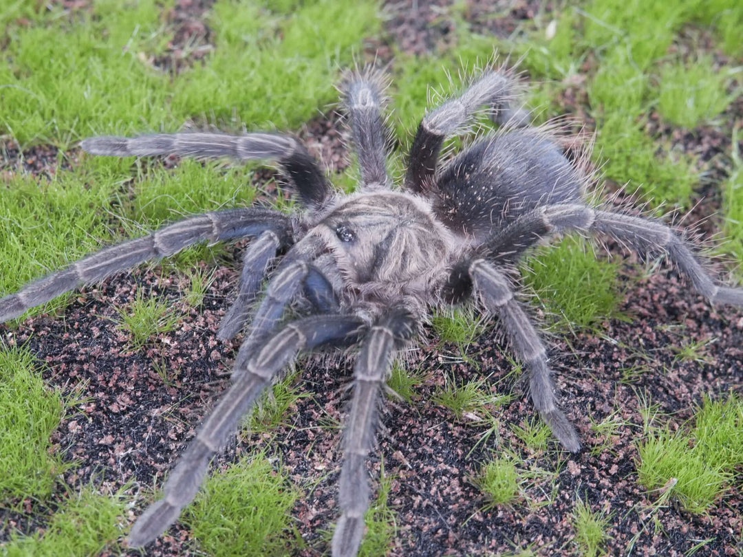 Phormictopus sp 'Dominican Purple 1''