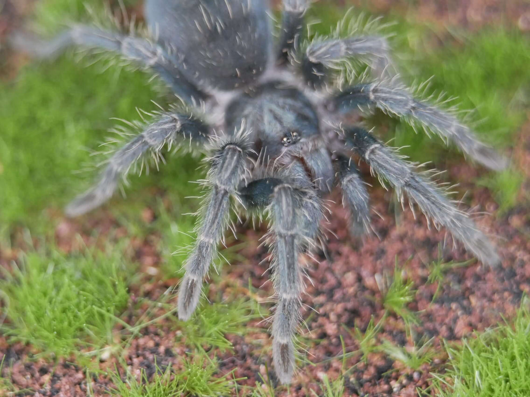 Phormictopus sp. Green Gold Carapace 1"