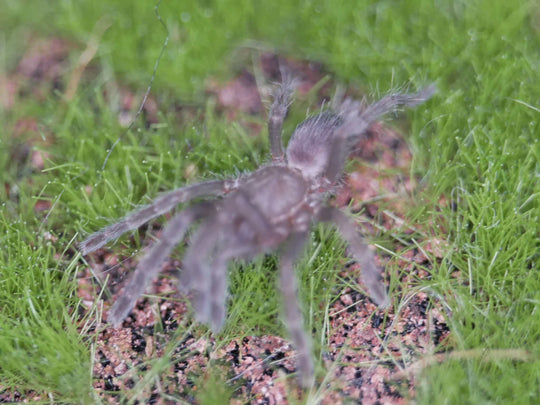Phormingochilus Arboricola Borneo Black .5''