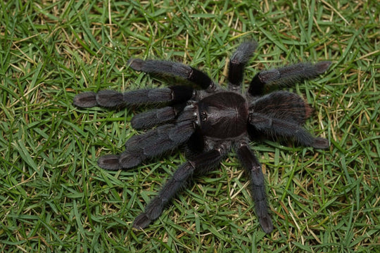Phormingochilus Arboricola Borneo Black .5''