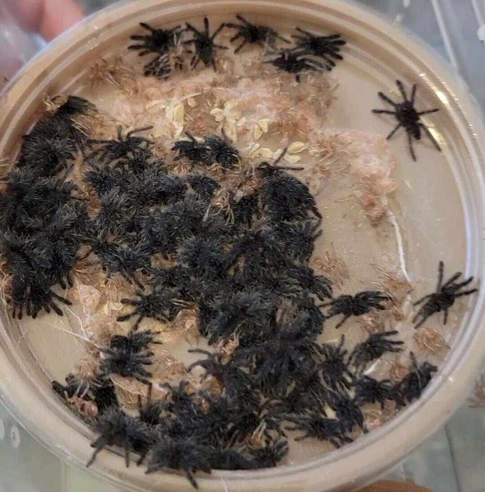 Phormingochilus (Cyriopagopus) sp. Hati Hati  1'' Purple Earth Tiger