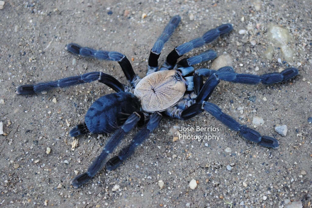 Phormingochilus (Cyriopagopus) sp. Hati Hati  1'' Purple Earth Tiger