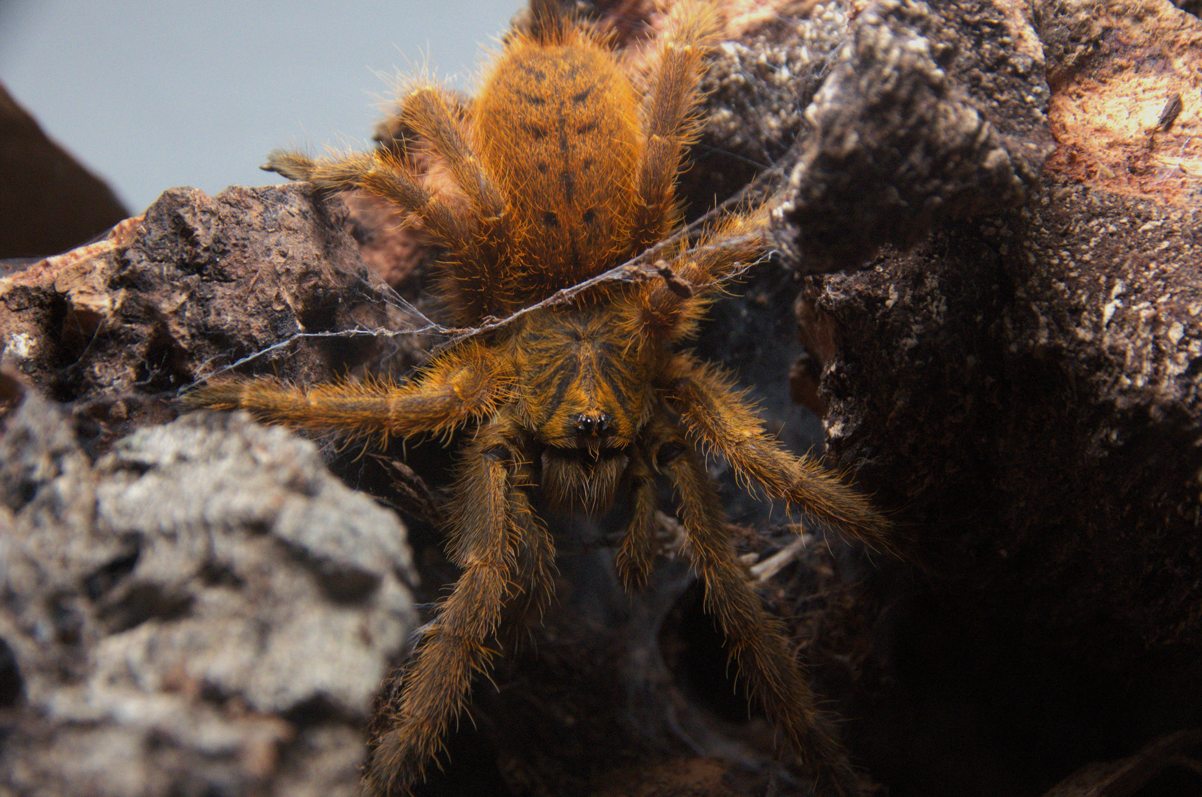 Pickup spiders local