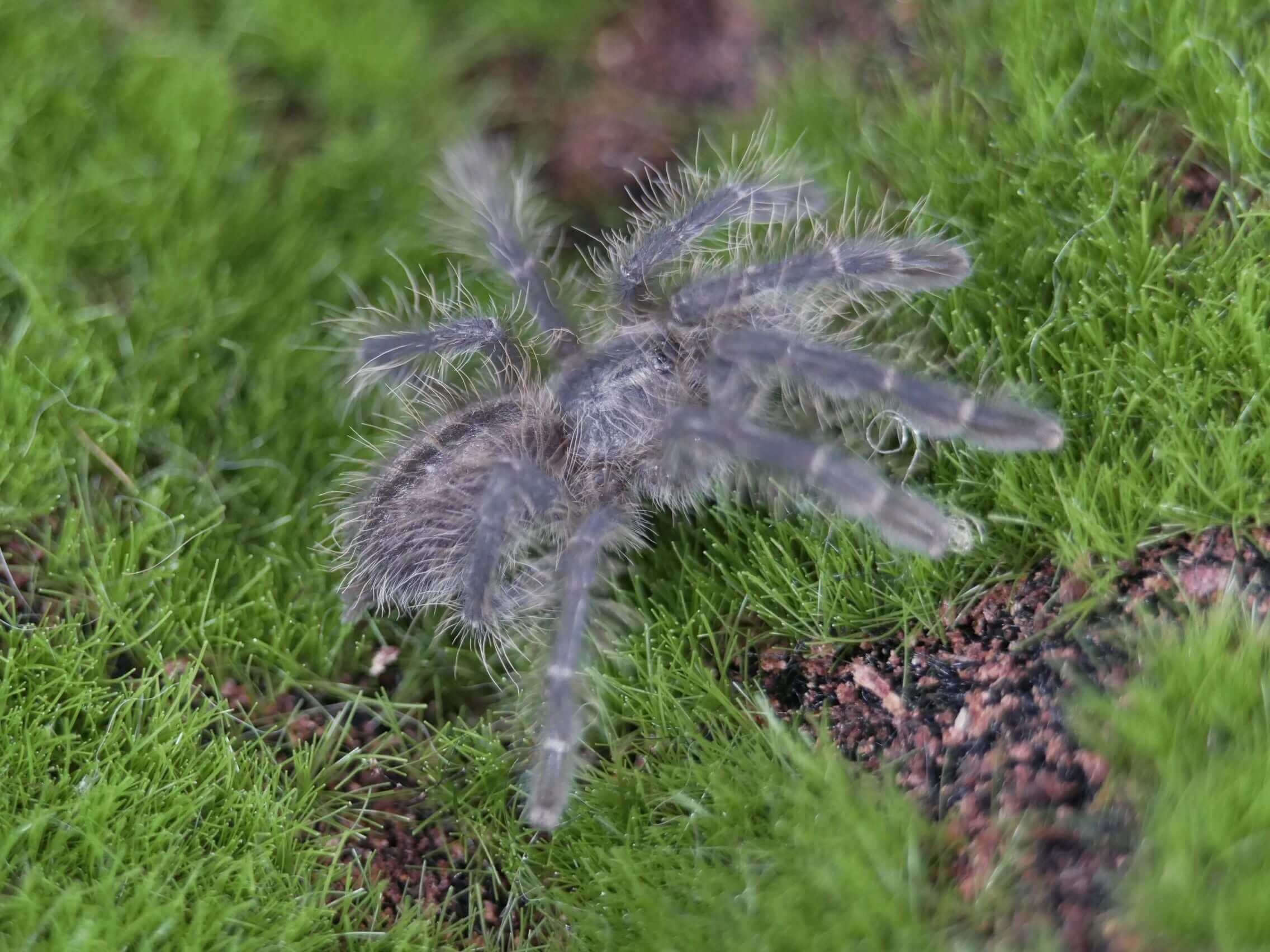 Poecilotheria metallica Gooty Ornamental - Exotic Tarantula