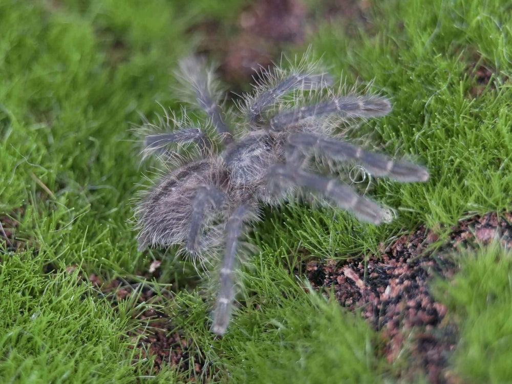 Poecilotheria metallica .75'' Gooty Ornamental