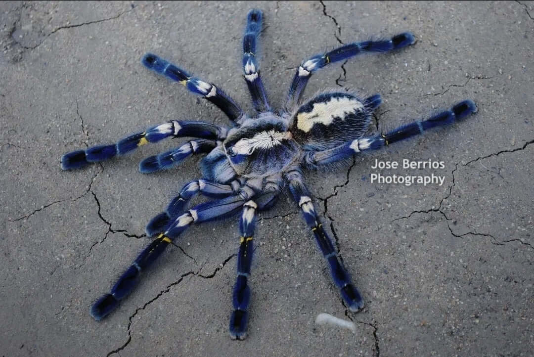 Poecilotheria metallica .75'' Gooty Ornamental